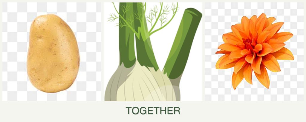 Can you plant potatoes, fennel and dahlias together?