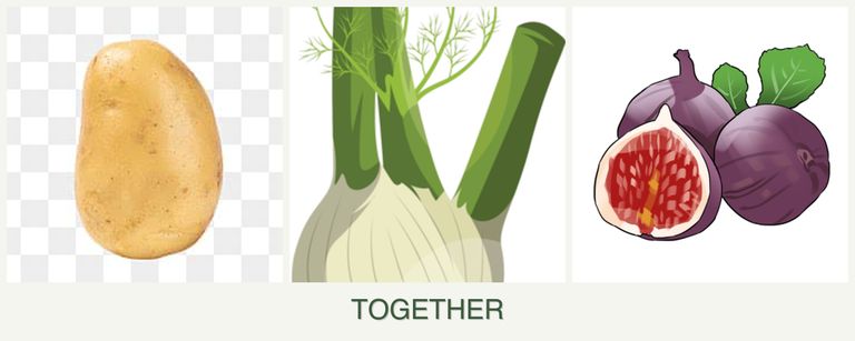 Can you plant potatoes, fennel and figs together?