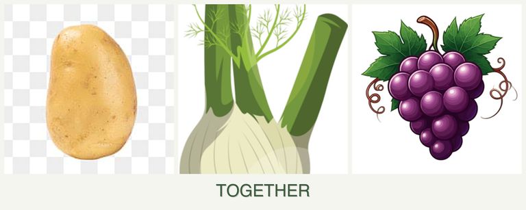 Can you plant potatoes, fennel and grapes together?