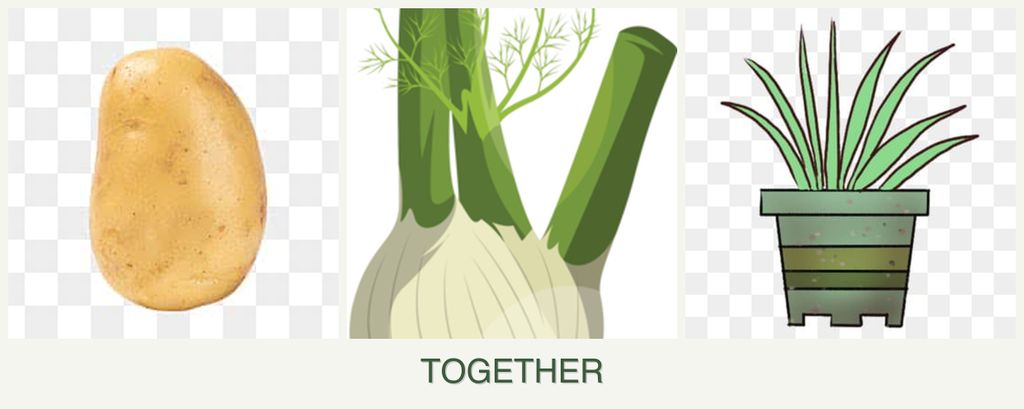 Can you plant potatoes, fennel and lemongrass together?