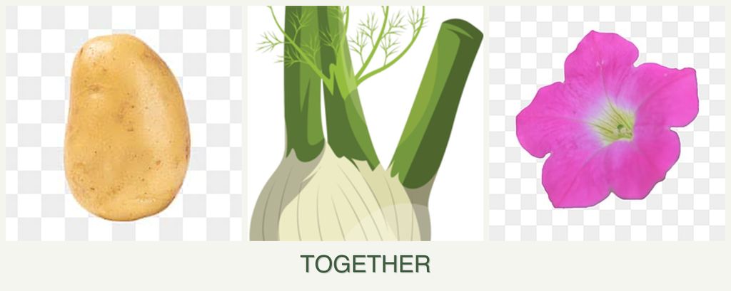 Can you plant potatoes, fennel and petunias together?