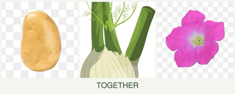 Can you plant potatoes, fennel and petunias together?