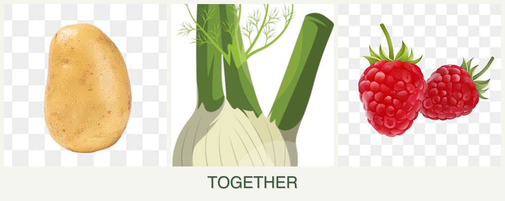 Can you plant potatoes, fennel and raspberries together?