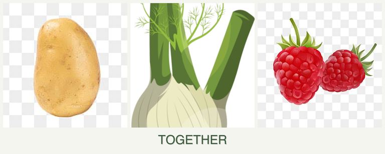 Can you plant potatoes, fennel and raspberries together?