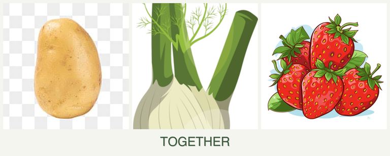 Can you plant potatoes, fennel and strawberries together?