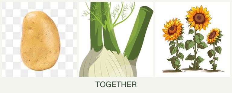 Can you plant potatoes, fennel and sunflowers together?