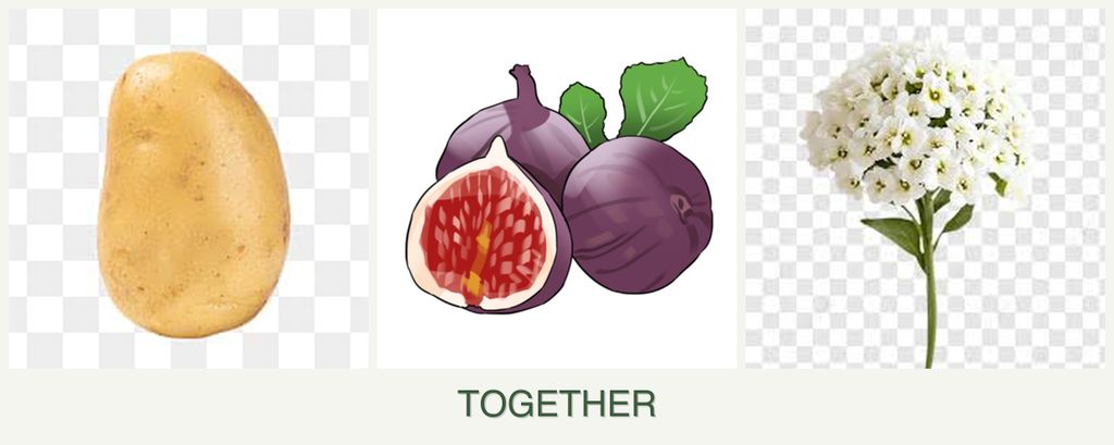 Can you plant potatoes, figs and alyssum together?