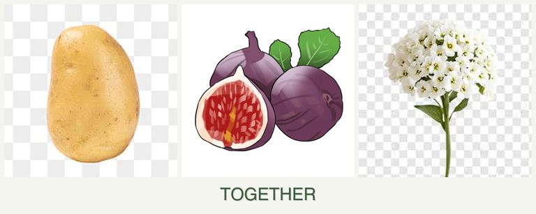 Can you plant potatoes, figs and alyssum together?