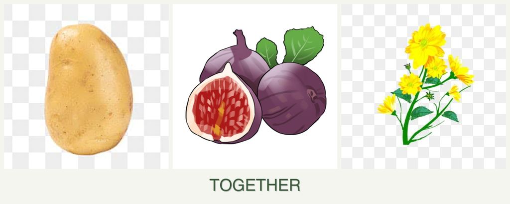 Can you plant potatoes, figs and calendula together?
