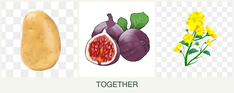 Can you plant potatoes, figs and calendula together?