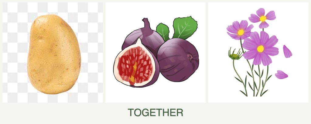 Can you plant potatoes, figs and cosmos together?