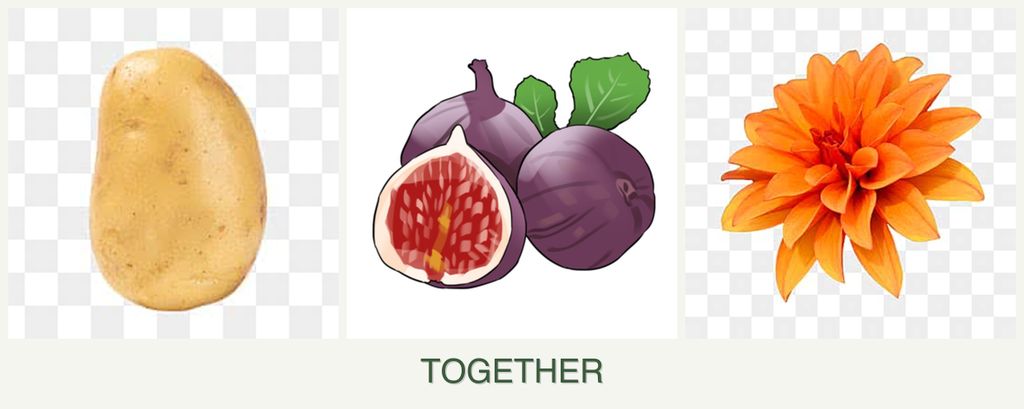 Can you plant potatoes, figs and dahlias together?