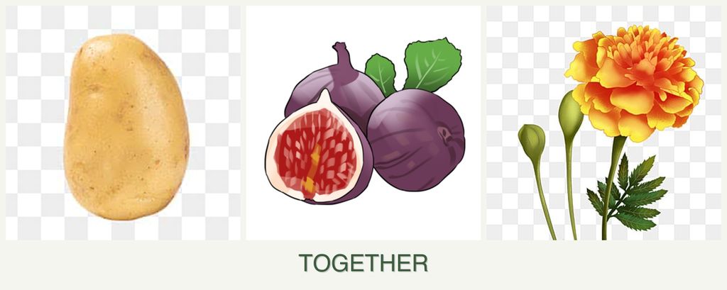 Can you plant potatoes, figs and marigolds together?