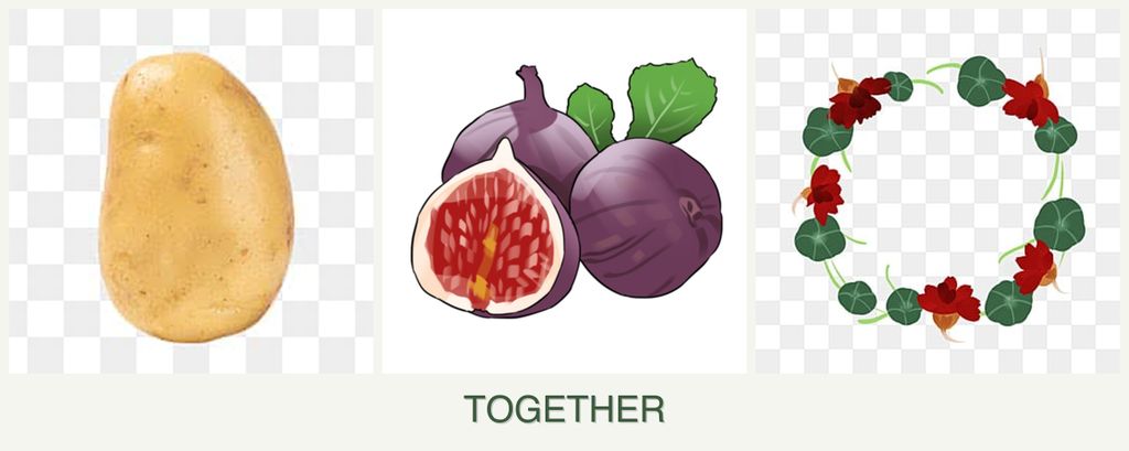 Can you plant potatoes, figs and nasturtiums together?