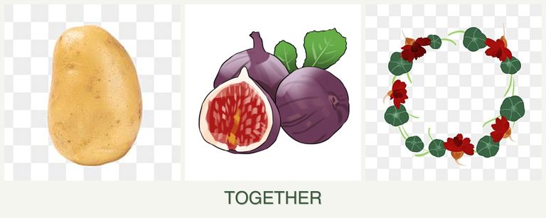 Can you plant potatoes, figs and nasturtiums together?