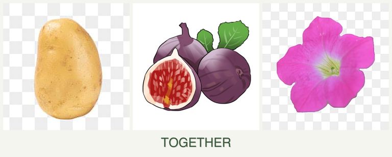 Can you plant potatoes, figs and petunias together?