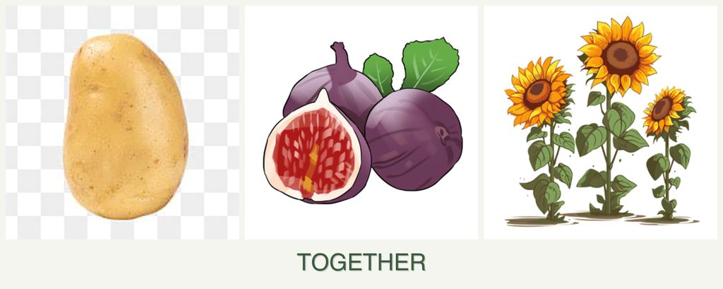 Can you plant potatoes, figs and sunflowers together?