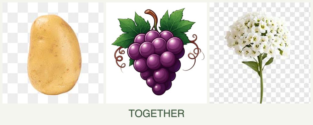Can you plant potatoes, grapes and alyssum together?