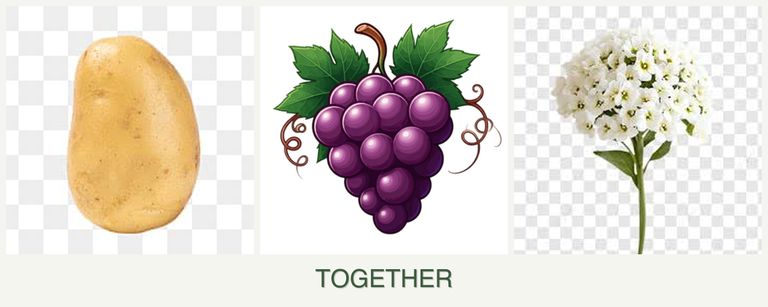 Can you plant potatoes, grapes and alyssum together?