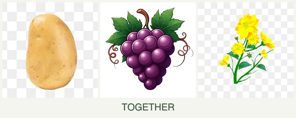 Can you plant potatoes, grapes and calendula together?