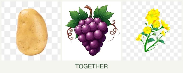 Can you plant potatoes, grapes and calendula together?