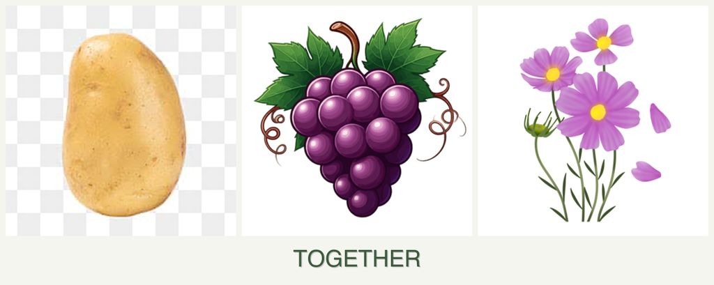 Can you plant potatoes, grapes and cosmos together?