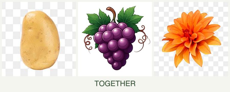 Can you plant potatoes, grapes and dahlias together?