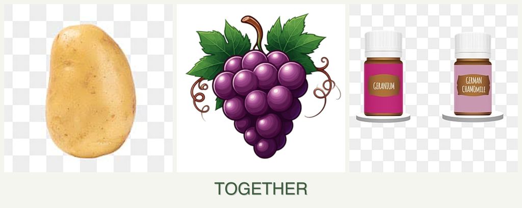 Can you plant potatoes, grapes and geraniums together?