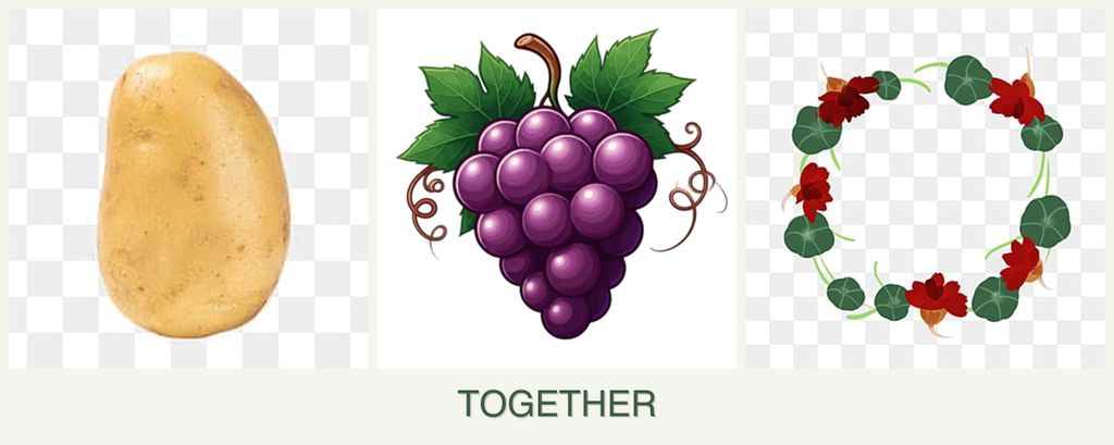 Can you plant potatoes, grapes and nasturtiums together?