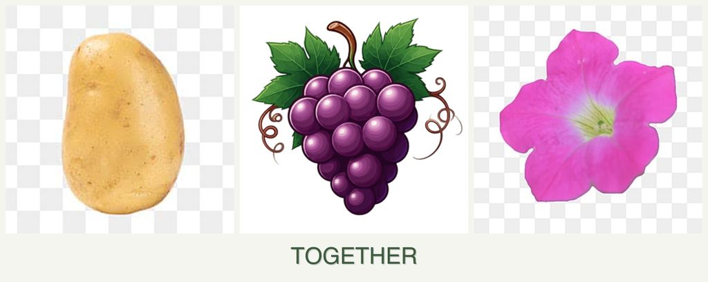 Can you plant potatoes, grapes and petunias together?