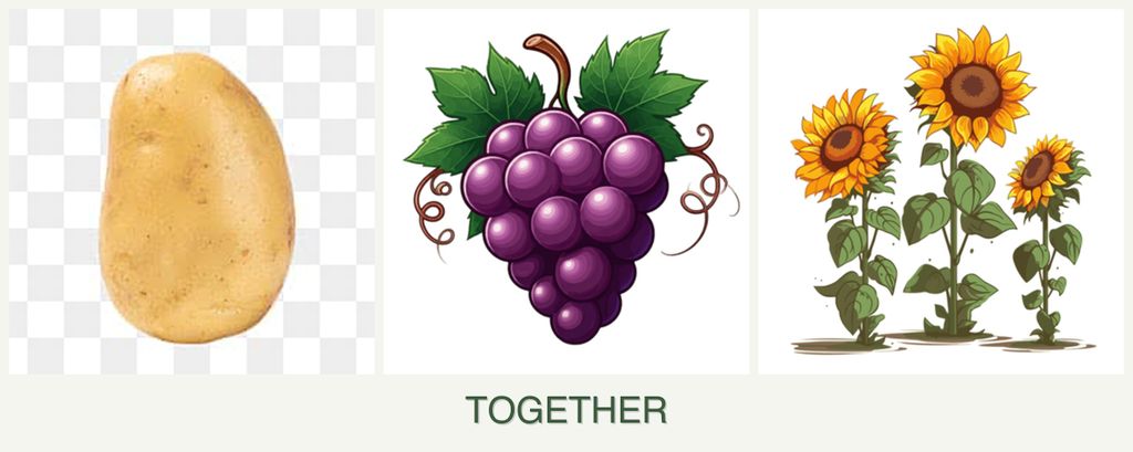 Can you plant potatoes, grapes and sunflowers together?
