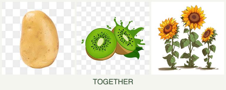 Can you plant potatoes, kiwi and sunflowers together?