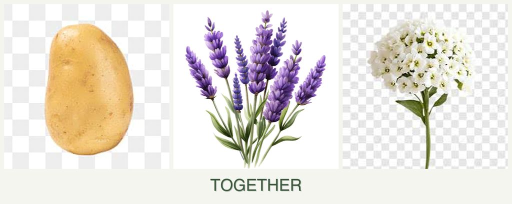 Can you plant potatoes, lavender and alyssum together?