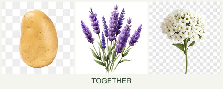 Can you plant potatoes, lavender and alyssum together?