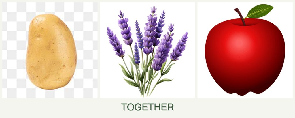 Can you plant potatoes, lavender and apples together?