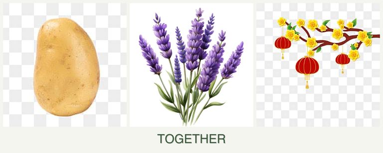 Can you plant potatoes, lavender and apricots together?