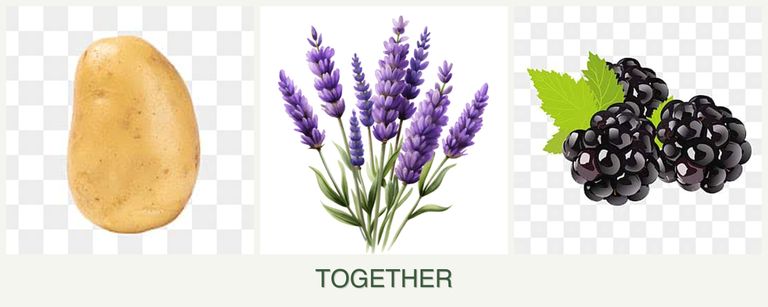 Can you plant potatoes, lavender and blackberries together?