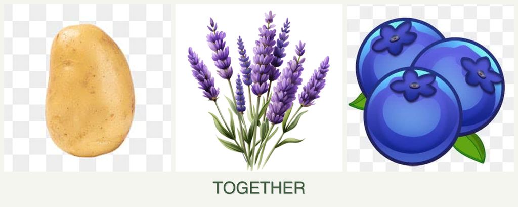 Can you plant potatoes, lavender and blueberries together?