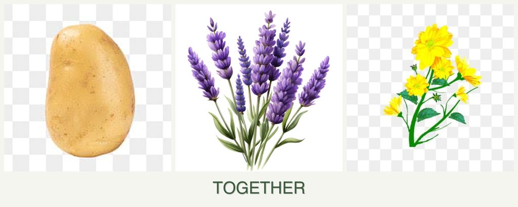 Can you plant potatoes, lavender and calendula together?