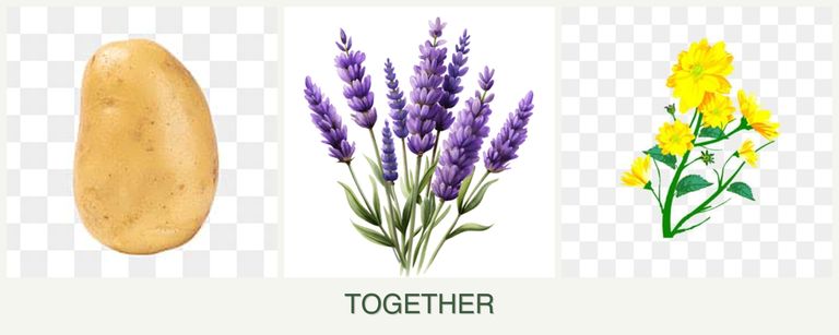Can you plant potatoes, lavender and calendula together?