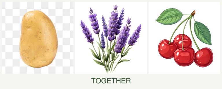 Can you plant potatoes, lavender and cherries together?