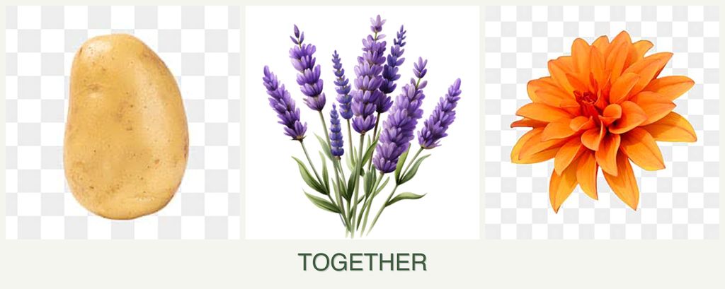 Can you plant potatoes, lavender and dahlias together?