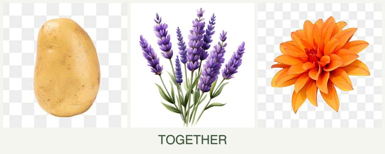 Can you plant potatoes, lavender and dahlias together?