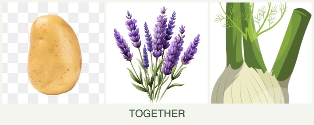 Can you plant potatoes, lavender and fennel together?