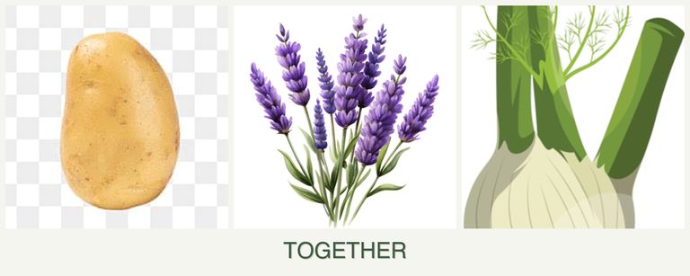 Can you plant potatoes, lavender and fennel together?