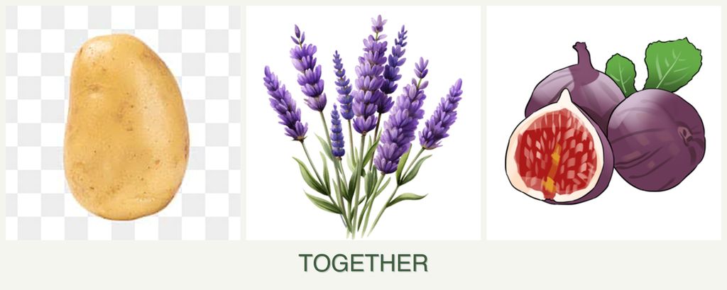 Can you plant potatoes, lavender and figs together?