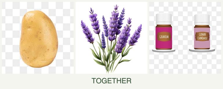 Can you plant potatoes, lavender and geraniums together?
