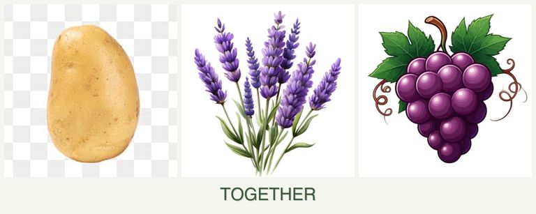 Can you plant potatoes, lavender and grapes together?