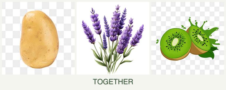 Can you plant potatoes, lavender and kiwi together?