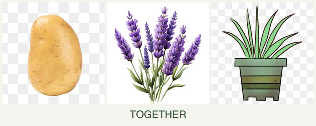 Can you plant potatoes, lavender and lemongrass together?